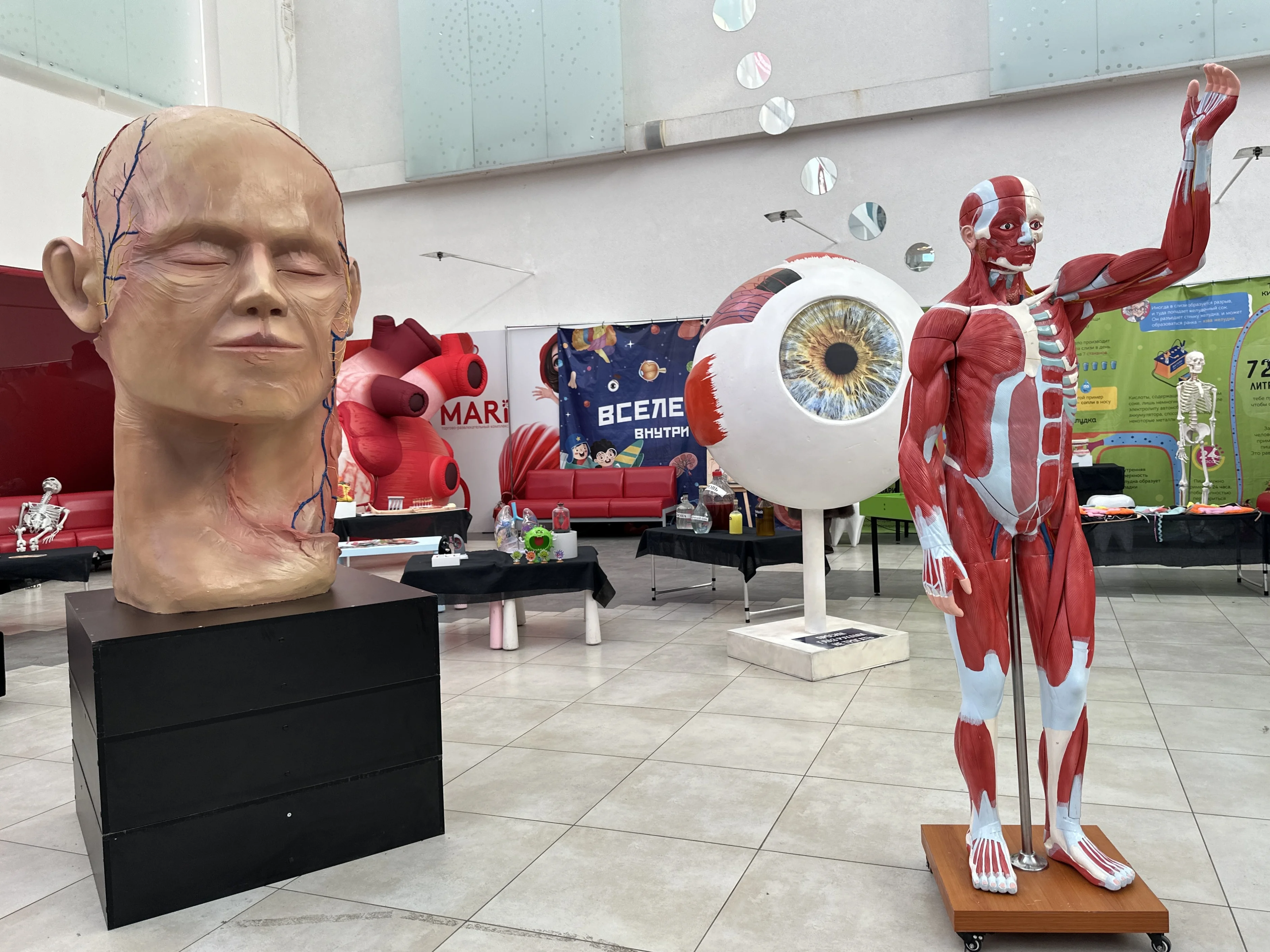 Бесплатная выставка «Строение человека: вселенная внутри нас» в ТРК Mari
